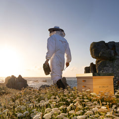 Abeille Royale Cleansing Care in Mousse