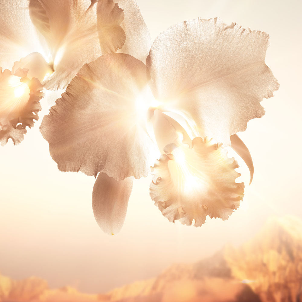 Orchidee Imperiale Gold Nobile The Concentrate Eye Treatment