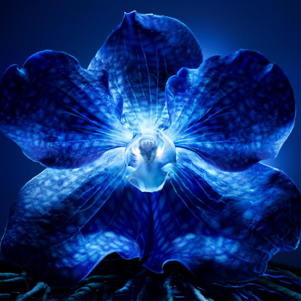 Orchidee Imperiale The Longevity Rich Cream